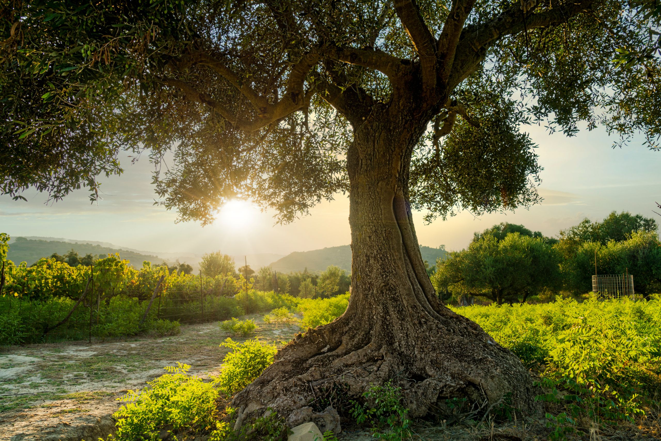 an olive tree taken at sunset in greece