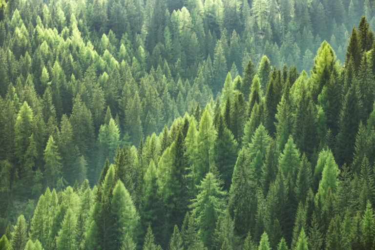 Forest, IoT, Smart Devices, Image by adobe stock