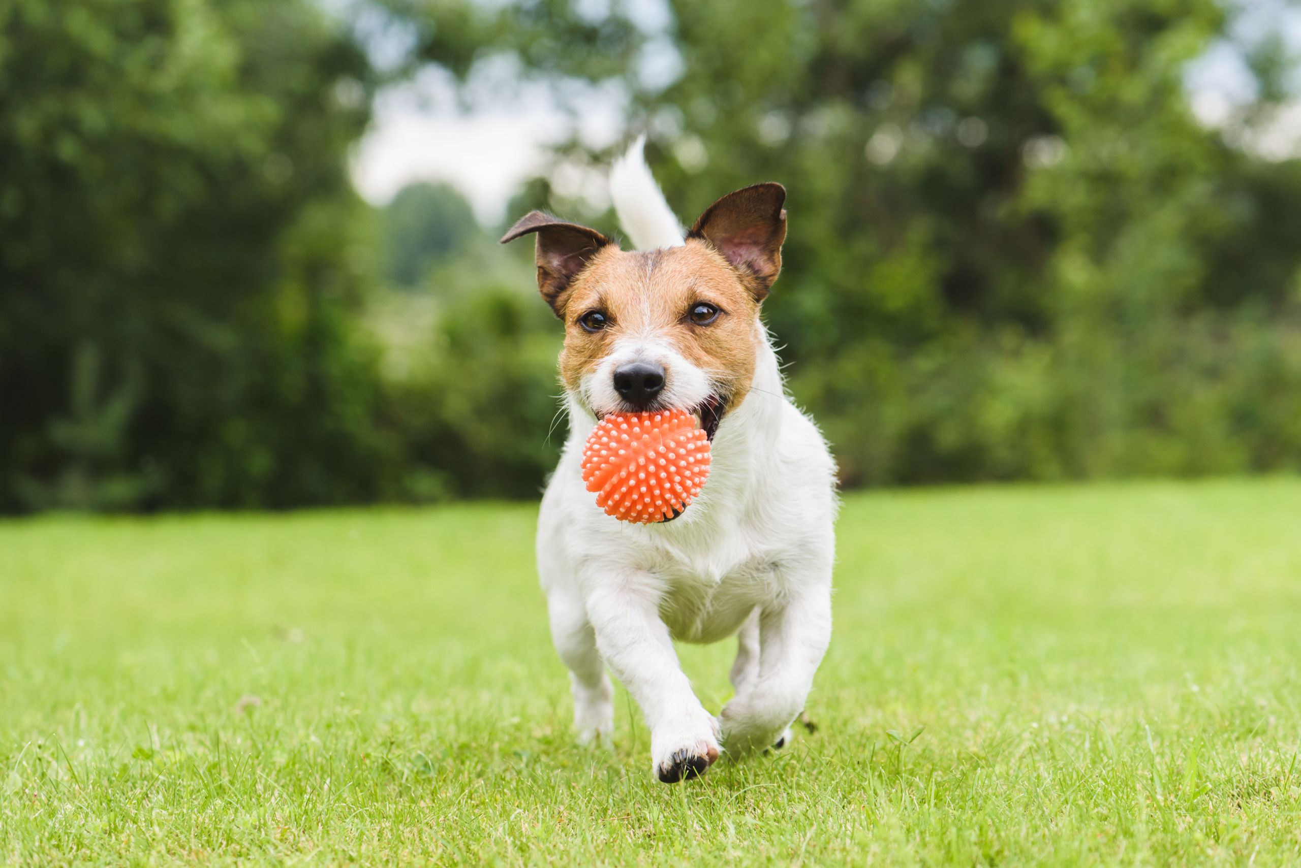 Jack Russell Terrier running with a ball