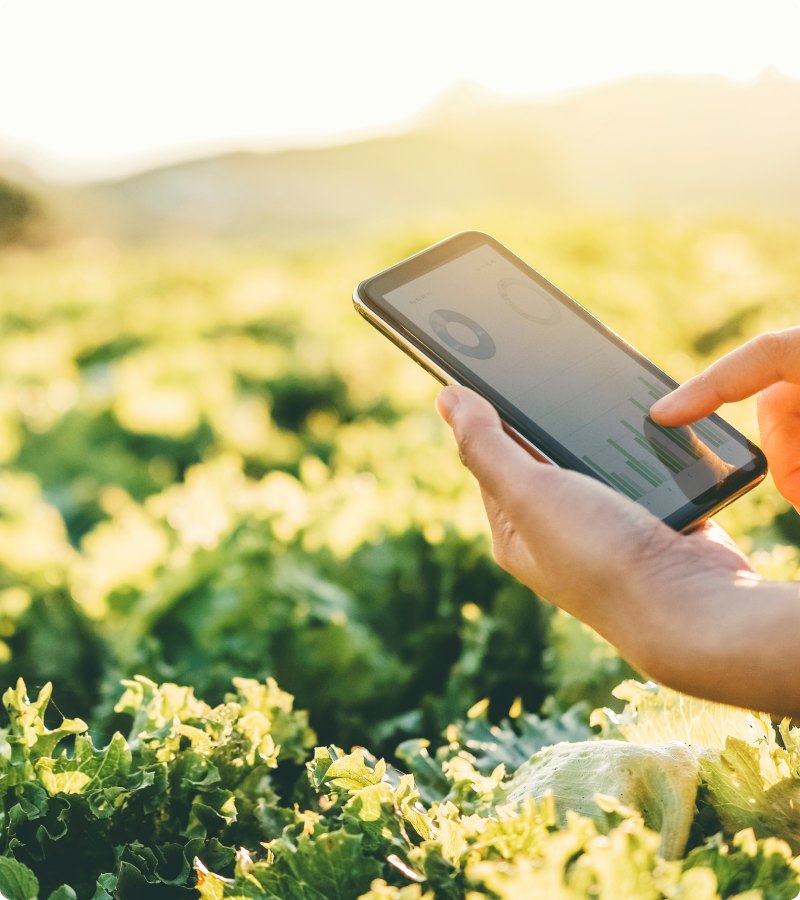 Connected measurement of crops