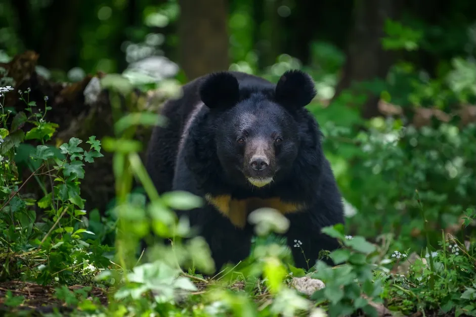 Bear in Garden, Garden monitor blog, resize
